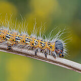 Insects